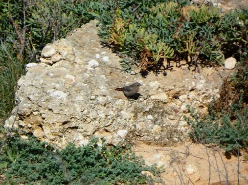 Miguelacuario36 en Hamelin: Fauna  (Conil de la Frontera), #pajarillo
