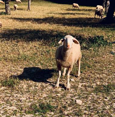 Clari Montal en Hamelin: Fauna  (Sineu), Modelo del día #oveja #mallorca 🐑