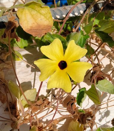 Solerantonio2 en Hamelin: Flora  (Níjar), Thunbergia alata, Planta