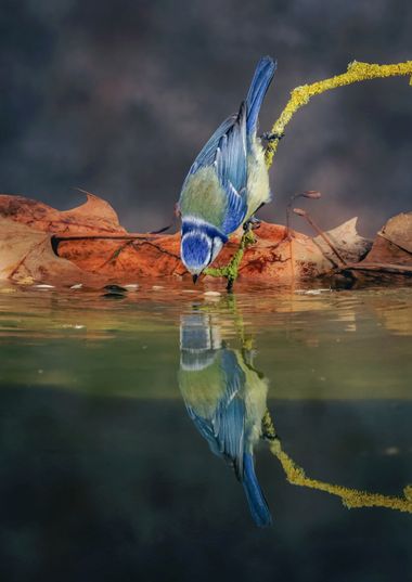 Pablosdoc en Hamelin: Fauna  (el Pont de Vilomara i Rocafort), Cyanistes caeruleus (Linnaeus, 1758), #hamelin #aves #fauna #naturaleza #nature #birds #anim...