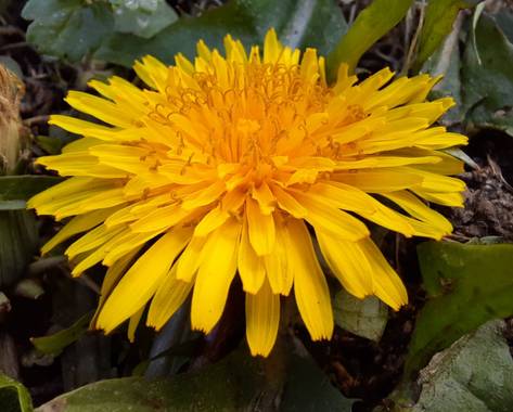 Naomi en Hamelin: Flora  (Barcelona), 🌼🌼🌼