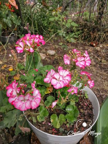 Cristian Monje en Hamelin: Flora  (Neiva), Pelargonium zonale