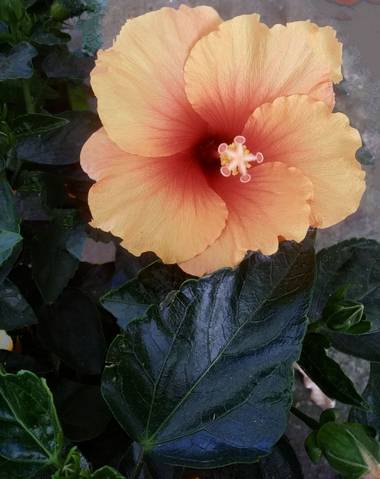 Inescafanjul en Hamelin: Flora  (Candamo), Hibiscus rosa-sinensis, Hibisco color Naranja