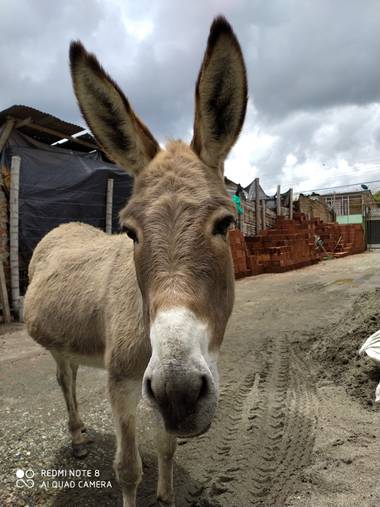 reotorozco en Hamelin: Fauna  (La Tebaida), #burro 