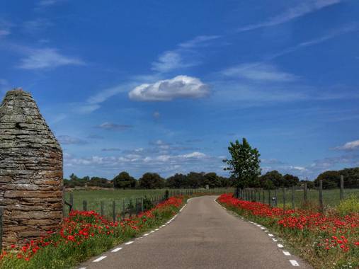 mariale en Hamelin: Paisaje, 📸 #marialemdza 
#amapolas #amapola #paisaje #paisajes #landscape #BellezaNatural #FloresSilvestres
Provincia de Zamora, prim...