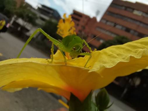 Amigomar197171 en Hamelin: Fauna, Los insectos pterigotas con metamorfosis progresiva de este orden, se caracterizan por presentar las alas bien desarroll...