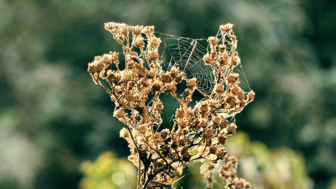 Ana Guillén en Hamelin: Paisaje  (Malpartida de Cáceres), Tela de araña
Spiderman no está en casa!