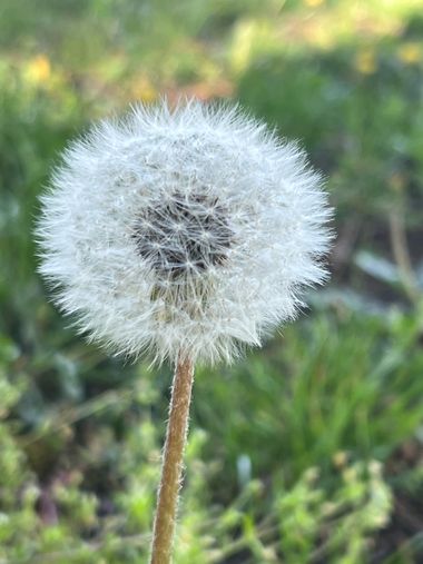Eudimer20 en Hamelin: Flora, Taraxacum rubicundum, #flower