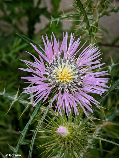 Jordi.avivar1 en Hamelin: Flora  (Montroy), Galactites tomentosus, #flora21