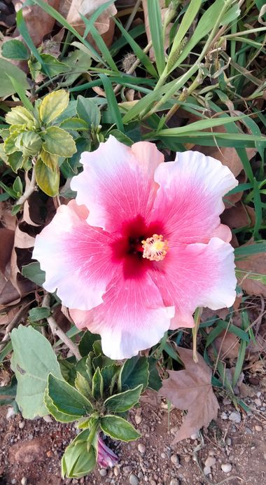 Solerantonio2 en Hamelin: Flora  (Almería), Hibiscus rosa-sinensis, Planta