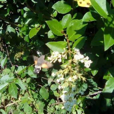 Alquimia Natural en Hamelin: Fauna  (Marina de Cudeyo), #Colibrí 💓 en #DiasDeVerano2020 😍
