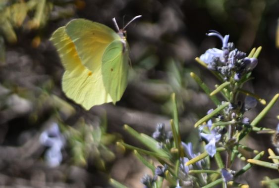 Solerantonio2 en Hamelin: Fauna  (Laujar de Andarax), Insecto