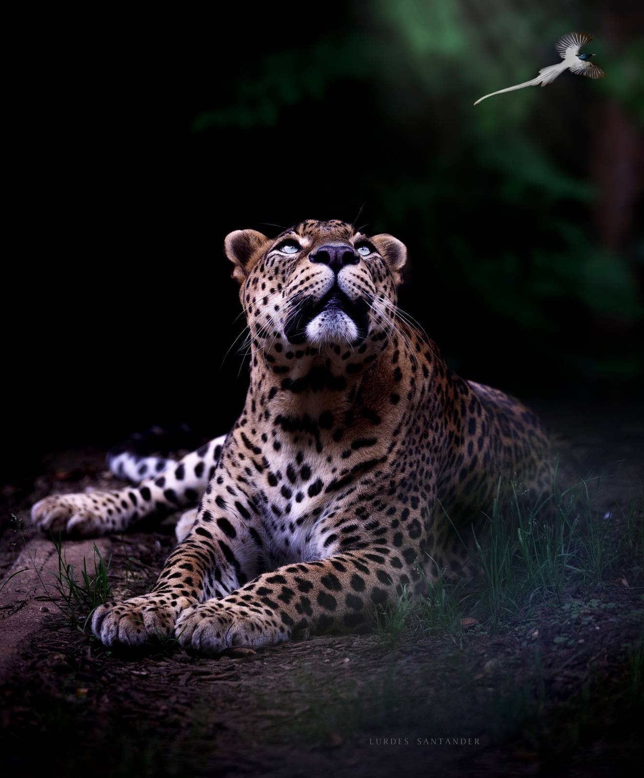 "“Leopardo de Sri Lanka” (Panthera pardus kotiya)"
