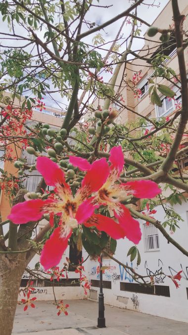 Solerantonio2 en Hamelin: Flora  (Calle Poeta Vicente Aleixandre), Planta ceiba rosada 