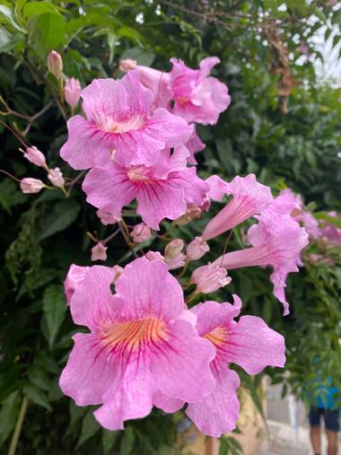 Zetadeuve en Hamelin: Flora  (Santa Cruz de Tenerife), Podranea ricasoliana, #flora21 
#tenerifelicidad 