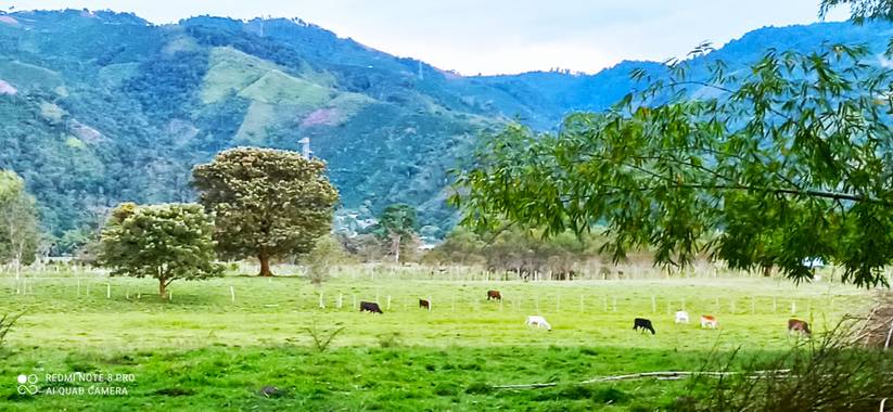 pastoressd en Hamelin: Paisaje  (Pitalito), Paisaje Finca Canaán, Pitalito - Huila, Colombia.