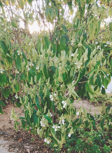 Solerantonio2 en Hamelin: Flora  (Almería), Justicia adhatoda, Planta