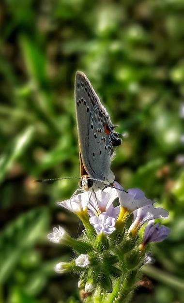 Cr93734 en Hamelin: Fauna  (Ciudad de Buenos Aires), Satyrium californica, la melena de California, es una mariposa de la familia Lycaenidae. Se encuentra ...