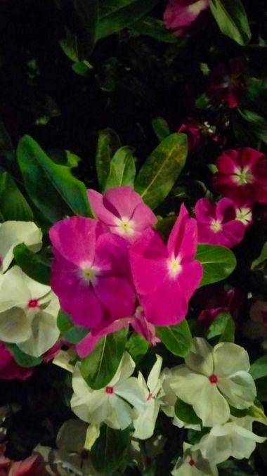 Solerantonio2 en Hamelin: Flora  (Almería), Catharanthus roseus, Planta