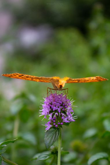 ComunicarCaminante en Hamelin: Fauna  (Sinnai), Sigue el viento, déjate llevar.


#mariposa #mariposas #hamelin #hamelinfauna #hamelininsectos #buterfly #i...