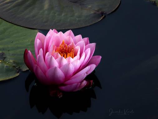 Juankafv en Hamelin: Flora  (Málaga), Nymphaea: Su nombre proviene del latín nympha y este del griego nymphe, ninfa, indicando su predilección por las agua...