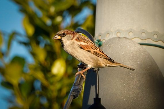 Kikojimenez1977 en Hamelin: Fauna, #pajarossilvestres 