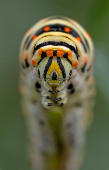 Ignicapillus en Hamelin: Fauna  (Segarra), Papilio machaon Linnaeus, 1758, Oruga de Papilio machaon

17 de septiembre 2023, salida macrera a Cervera (La Se...