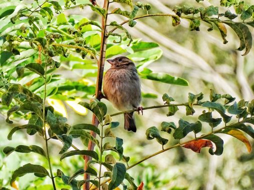 Mivilor68 en Hamelin: Fauna  (Ponferrada), #paparazziaves 
#pajarosdeespaña 
#pajaros 