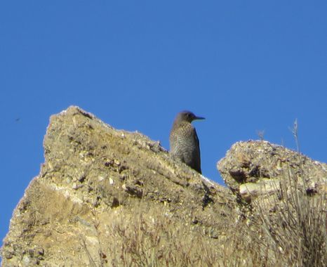 Solerantonio2 en Hamelin: Fauna  (Almería), Monticola solitarius (Linnaeus, 1758), Roquero solitario