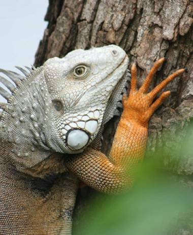 ebacar69 en Hamelin: Fauna, #naturaleza #colombia 