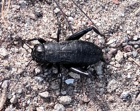Solerantonio2 en Hamelin: Fauna  (Níjar), Insecto