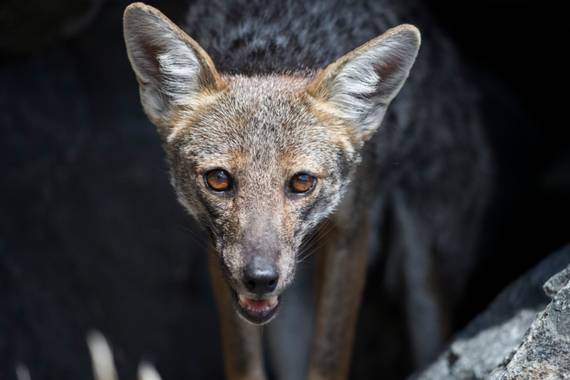 jucordivph en Hamelin: Fauna  (Azul)