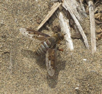 Solerantonio2 en Hamelin: Fauna  (Níjar), Insecto