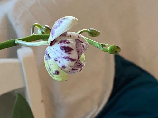 Eudimer20 en Hamelin: Flora, Phalaenopsis × singuliflora, #flower #plants