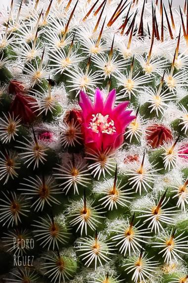 PEROMA_PHOTO en Hamelin: Flora  (Casarabonela), Bella flor del cactus 