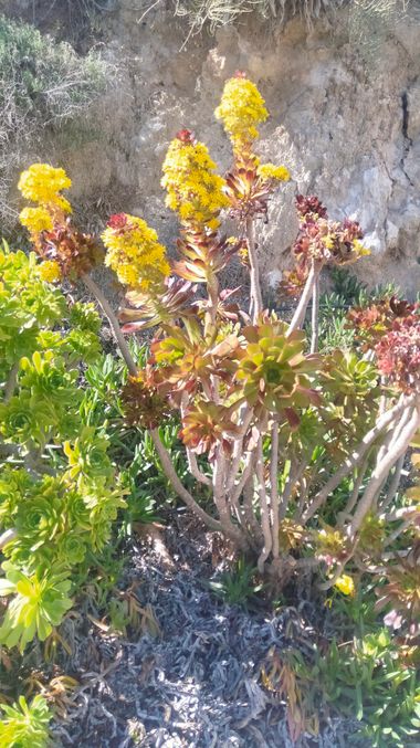 Solerantonio2 en Hamelin: Flora  (Sorbas), Aeonium arboreum, Planta