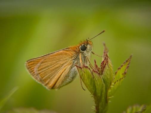 Eritz.cortazar en Hamelin: Fauna  (Bilbao), Dorada línea corta🦋

Se le conoce en Europa como el patrón de Essex y en América del Norte como patrón europeo...