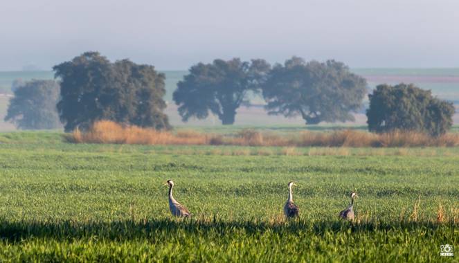 Acorazado3000 en Hamelin: Fauna  (El Viso), Grullas al solecito.








#fotografiacarloscalvo #grullas #Gruidae #hamelinfauna #hamelin21#hameli2021 #invi...