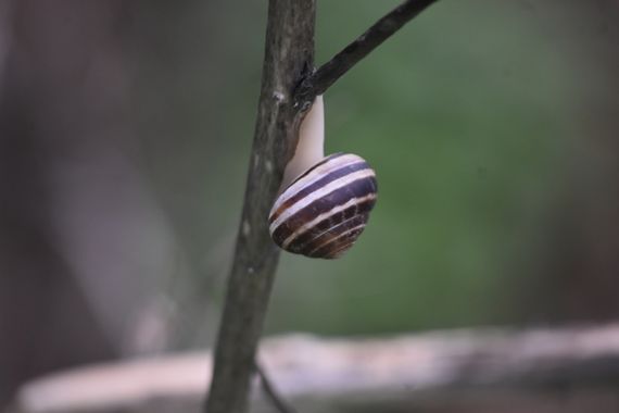 Solerantonio2 en Hamelin: Fauna  (Almeria), Caracol