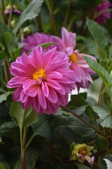 Solerantonio2 en Hamelin: Flora  (Carretera Estella-Lizarra - Cárcar), Dahlia pinnata, Planta