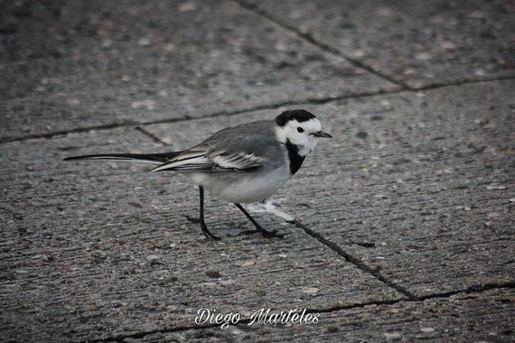 Diego en Hamelin: Fauna  (Zaragoza), Motacilla alba Linnaeus, 1758, #lavanderablanca #motacillaalba #aves #zaragoza #canon 