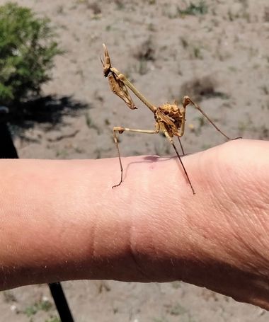 Solerantonio2 en Hamelin: Fauna  (La Marina), Empusa pennata (Thunberg, 1815), Mantis palo