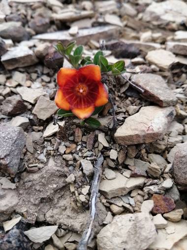 Alicm2312 en Hamelin: Flora 