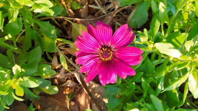 Solerantonio2 en Hamelin: Flora  (Almería), Planta