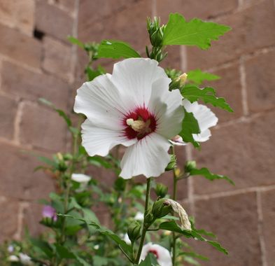 Solerantonio2 en Hamelin: Flora  (Cizur Menor), Hibiscus syriacus, Planta