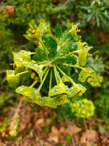 Jinliangarcia en Hamelin: Flora  (Benasque), #flor21 
La brisa le da un toque único y delicado