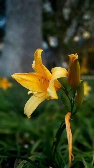 Cr93734 en Hamelin: Flora  (Ciudad de Buenos Aires), Hemerocallis lilioasphodelus,  Es una planta perenne perteneciente a la familia Asphodelaceae. Es orig...