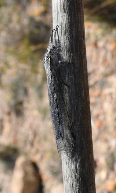 Solerantonio2 en Hamelin: Fauna  (La Marina), Insecto hormiga leon
