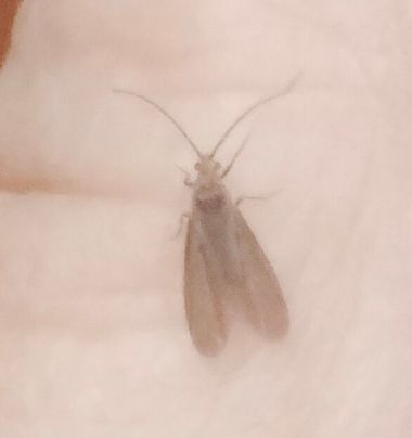 Solerantonio2 en Hamelin: Fauna  (Almería), Insecto