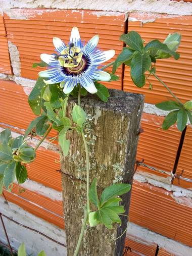 teresaoplolz en Hamelin: Flora  (Villaguay), Sigue floreciendo, al calor de Febrero... 